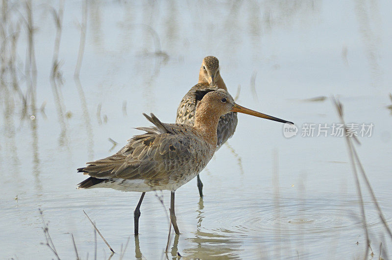 黑尾白头翁(Limosa Limosa)